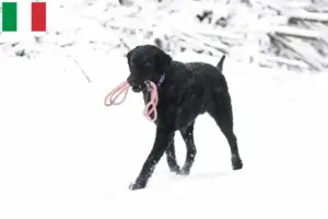 Lee más sobre el artículo Criadores y cachorros de Curly Coated Retriever en Italia