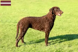 Lee más sobre el artículo Criadores de Curly Coated Retriever y cachorros en Letonia