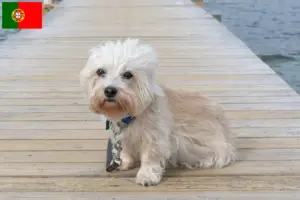 Lee más sobre el artículo Dandie Dinmont Terrier criadores y cachorros en Portugal