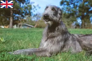 Lee más sobre el artículo Criadores de Deerhound y cachorros en Gran Bretaña