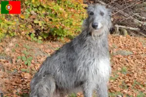 Lee más sobre el artículo Criadores de Deerhound y cachorros en Portugal