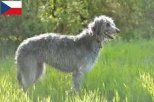 Lee más sobre el artículo Criadores de Deerhound y cachorros en la República Checa