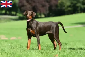 Lee más sobre el artículo Criadores de dóberman y cachorros en Gran Bretaña