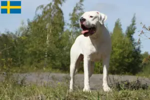 Lee más sobre el artículo Dogo Argentino criadores y cachorros en Suecia