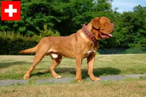 Lee más sobre el artículo Criadores de Dogos de Burdeos y cachorros en Suiza