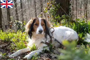 Lee más sobre el artículo Criadores y cachorros de Kooikerhondje holandés en Gran Bretaña