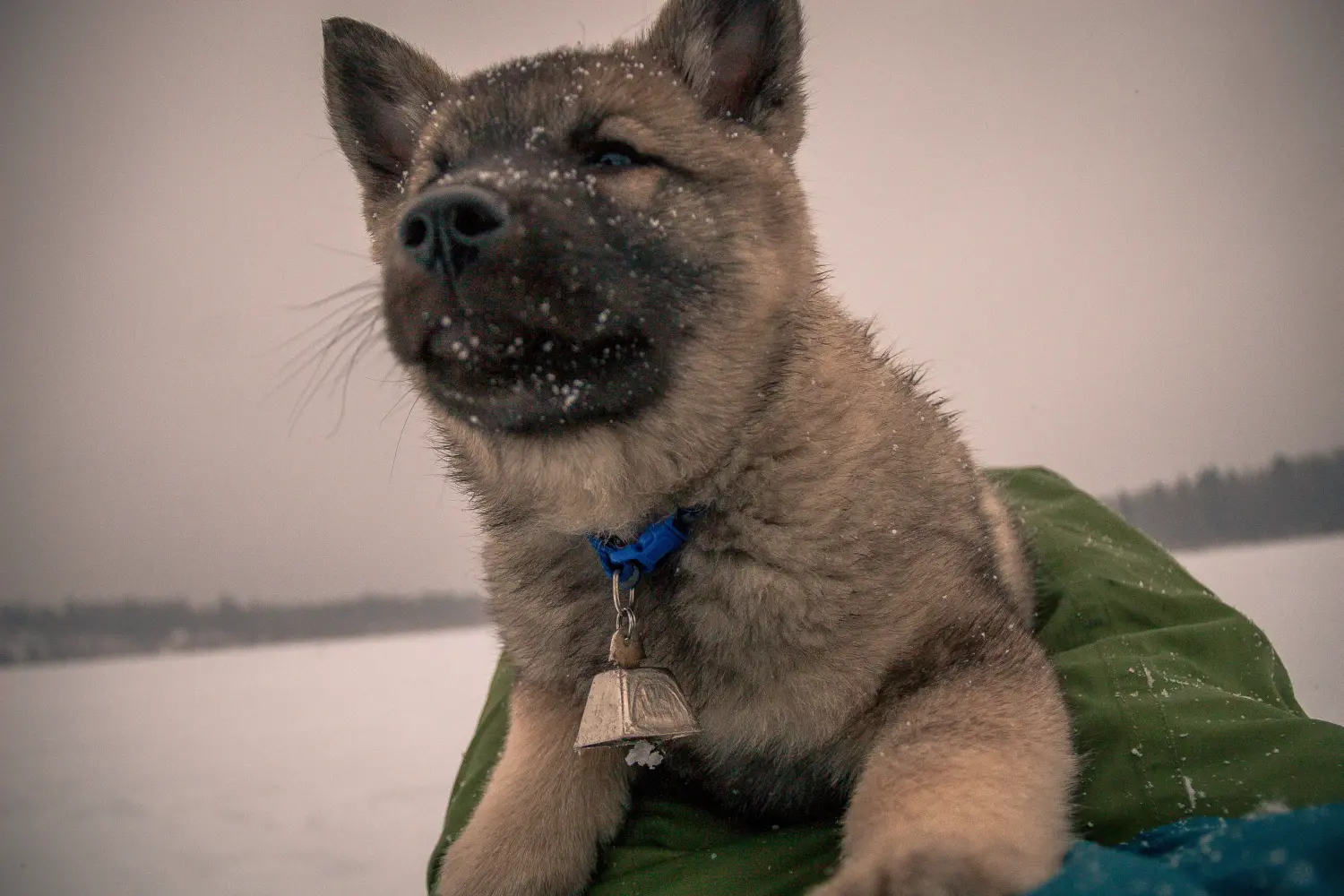 Comprar un cachorro de alkhound noruego significa asumir responsabilidades. Comprar cachorros de Elkhound noruego.