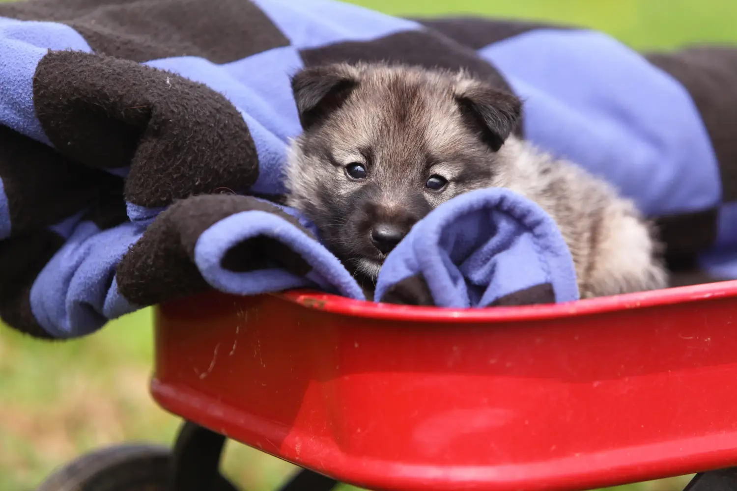 Comprar un cachorro de alkhound noruego significa asumir responsabilidades. Comprar cachorros de Elkhound noruego.