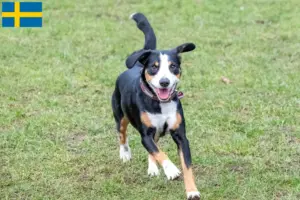 Lee más sobre el artículo Entlebuch Perro de Montaña Criador y Cachorros en Suecia