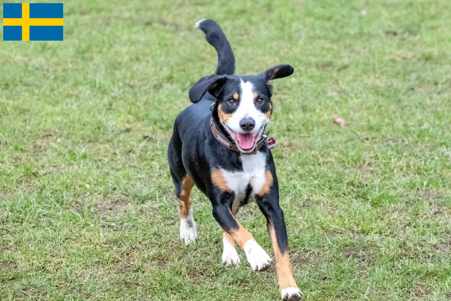 Entlebuch Cachorros de Perro de Montaña y Criador Suecia Aquí puedes encontrar criadores de Perros de Montaña Entlebucher en Suecia.