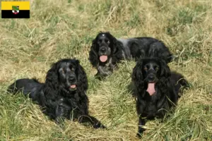 Lee más sobre el artículo Epagneul Bleu de Picardie criadores y cachorros en Sajonia-Anhalt