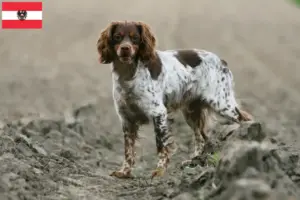 Lee más sobre el artículo Criadores y cachorros de Epagneul Breton en Austria