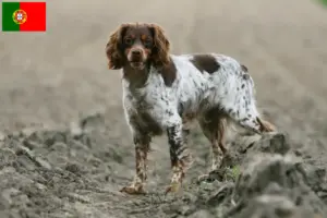 Lee más sobre el artículo Criadores y cachorros de Epagneul Breton en Portugal