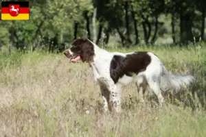 Lee más sobre el artículo Criadores de Épagneul français y cachorros en Baja Sajonia