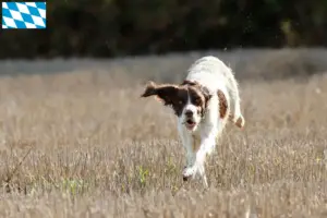 Lee más sobre el artículo Criadores de Épagneul français y cachorros en Baviera