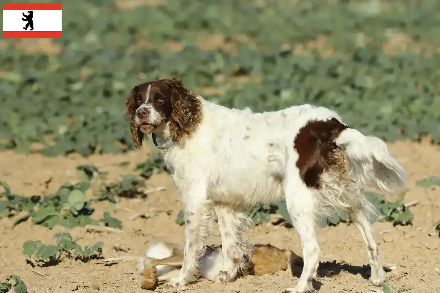 Lee más sobre el artículo Criadores de Épagneul français y cachorros en Berlín