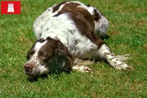 Lee más sobre el artículo Criadores de Épagneul français y cachorros en Hamburgo