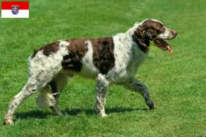 Lee más sobre el artículo Criadores de Épagneul français y cachorros en Hessen