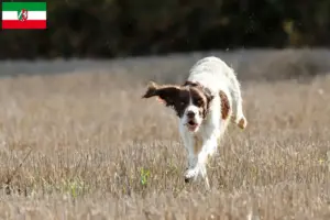Lee más sobre el artículo Criadores de Épagneul français y cachorros en Renania del Norte-Westfalia