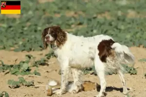 Lee más sobre el artículo Criadores de Épagneul français y cachorros en Renania-Palatinado