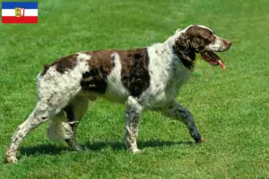 Lee más sobre el artículo Criadores de Épagneul français y cachorros en Schleswig-Holstein