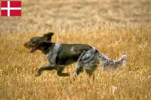 Lee más sobre el artículo Épagneul Picard criadores y cachorros en Dinamarca