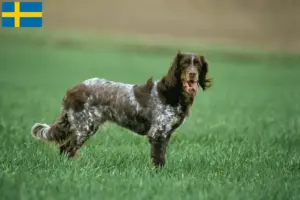 Lee más sobre el artículo Épagneul Picard criadores y cachorros en Suecia