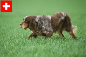 Lee más sobre el artículo Épagneul Picard criadores y cachorros en Suiza