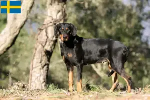 Lee más sobre el artículo Criadores y cachorros de Erdélyi Kopó en Suecia