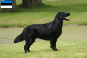 Lee más sobre el artículo Criadores de Flat Coated Retriever y cachorros en Estonia