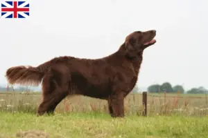 Lee más sobre el artículo Criadores de Flat Coated Retriever y cachorros en Gran Bretaña