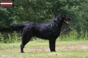 Lee más sobre el artículo Criadores de Flat Coated Retriever y cachorros en Letonia
