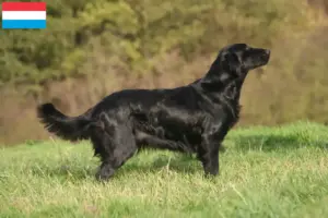 Lee más sobre el artículo Criadores y cachorros de Flat Coated Retriever en Luxemburgo
