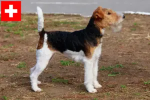 Lee más sobre el artículo Criadores y cachorros de Fox Terrier en Suiza
