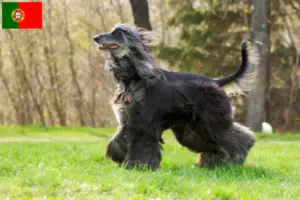 Lee más sobre el artículo Criadores de galgos afganos y cachorros en Portugal