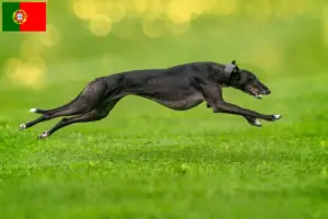 Lee más sobre el artículo Criadores de galgos y cachorros en Portugal
