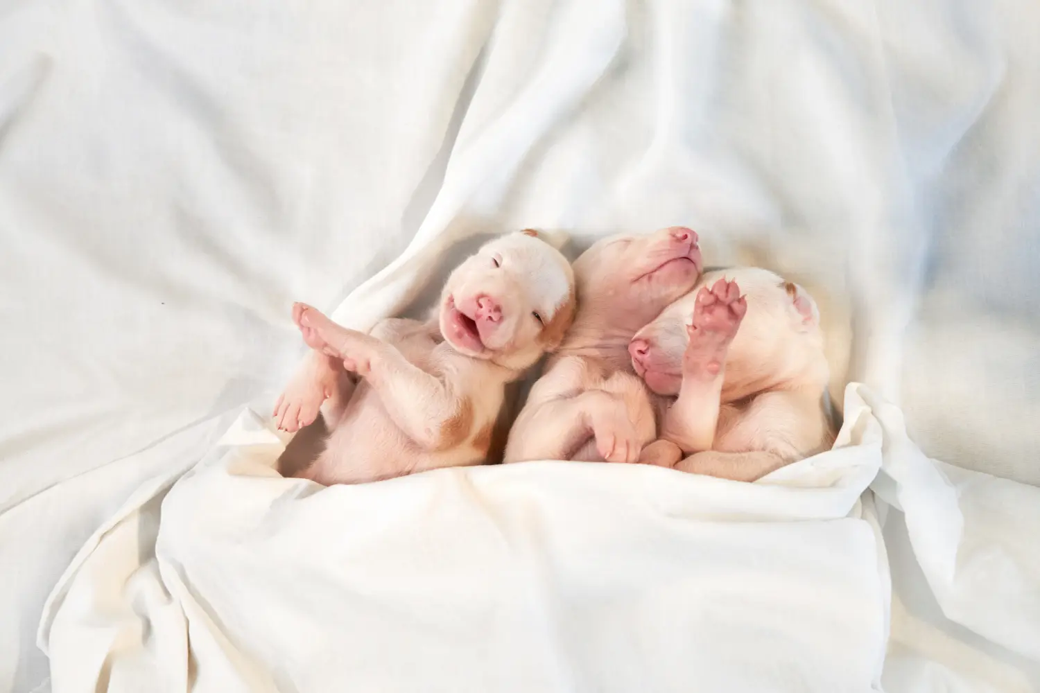 Comprar un cachorro de Galgo Español significa asumir responsabilidades. Comprar cachorros Galgo Español.