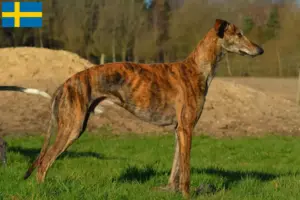 Lee más sobre el artículo Galgo Español criadores y cachorros en Suecia