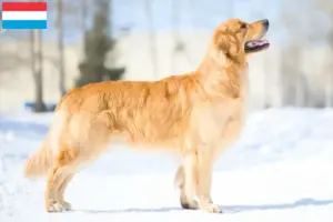 Lee más sobre el artículo Criadores y cachorros de Golden Retriever en Luxemburgo