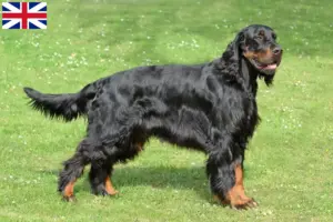 Lee más sobre el artículo Criadores y cachorros de Gordon Setter en Gran Bretaña