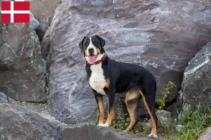 Lee más sobre el artículo Gran Perro Suizo de Montaña Criador y Cachorros en Dinamarca