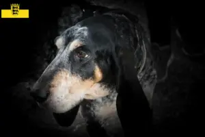 Lee más sobre el artículo Grand Bleu de Gascogne criadores y cachorros en Baden-Württemberg