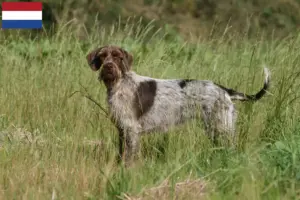 Lee más sobre el artículo Griffon d’arrêt à poil dur Criadores y cachorros en los Países Bajos