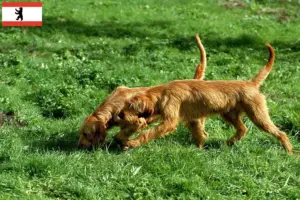 Lee más sobre el artículo Criadores de Grifón Fauve de Bretaña y cachorros en Berlín