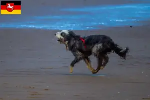 Lee más sobre el artículo Criadores de Griffon Nivernais y cachorros en Baja Sajonia