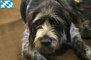 Lee más sobre el artículo Criadores de Griffon Nivernais y cachorros en Baviera