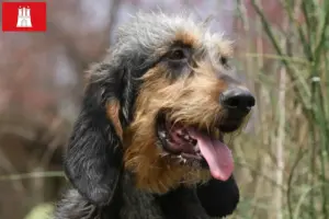 Lee más sobre el artículo Criadores de Griffon Nivernais y cachorros en Hamburgo