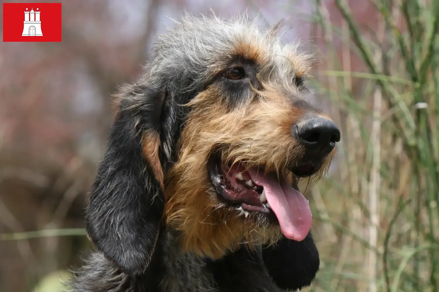 Griffon Nivernais cachorros y criadores Hamburgo Encuentra aquí criadores de Grifón Nivernais en Hamburgo.