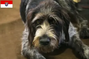 Lee más sobre el artículo Criadores de Griffon Nivernais y cachorros en Hessen