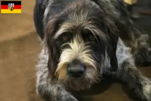 Lee más sobre el artículo Criadores de Griffon Nivernais y cachorros en Sarre